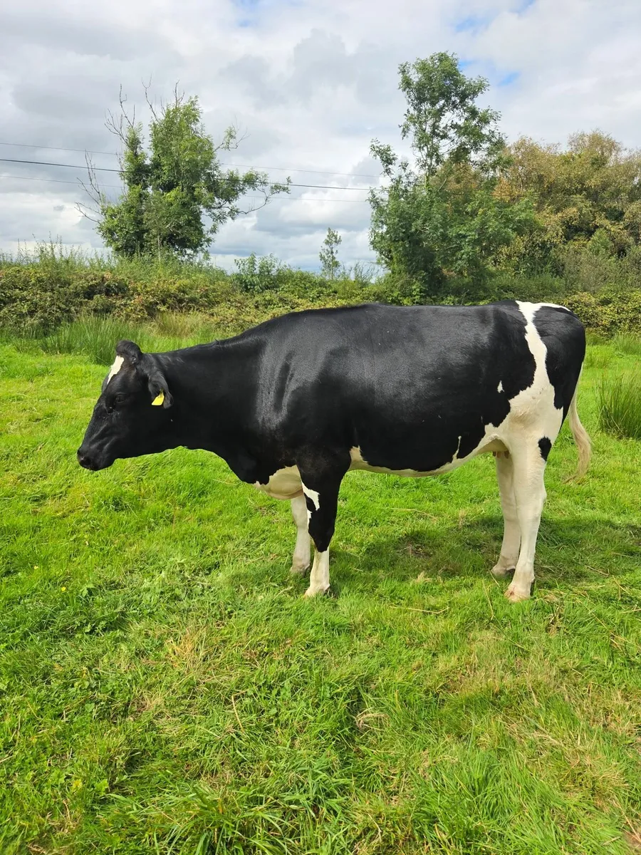 Incalf heifers - Image 4