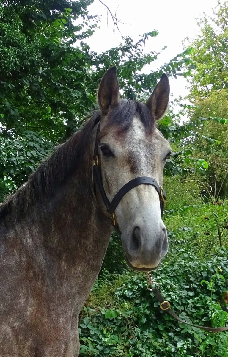 15h Connemara gelding 3yr - Image 1