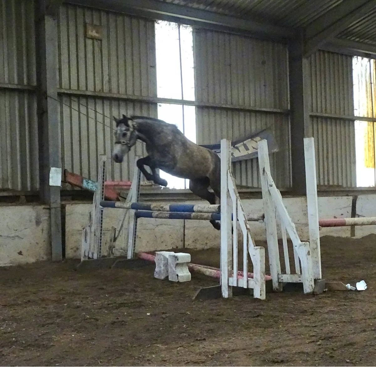15h Connemara gelding 3yr - Image 2