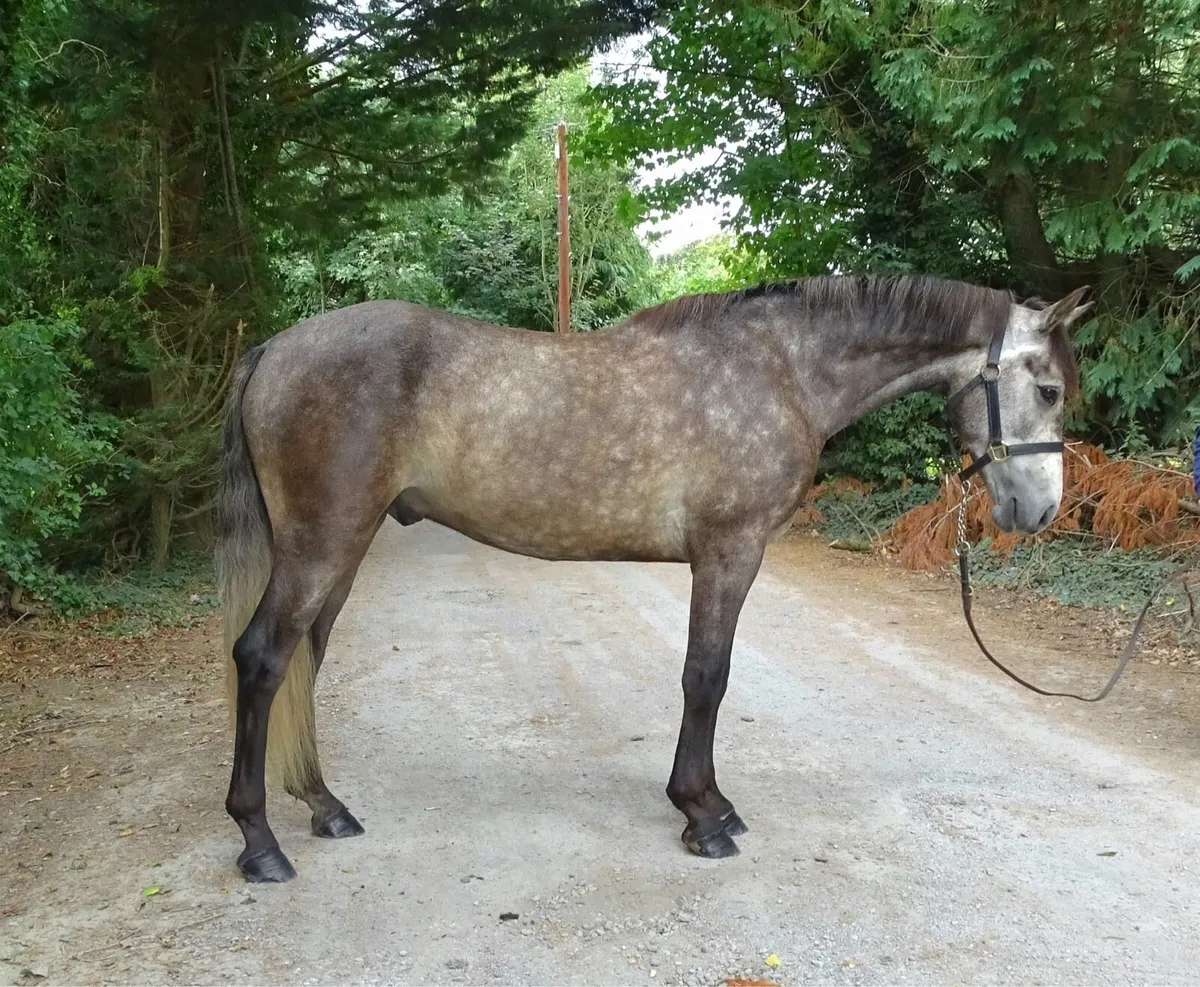 15h Connemara gelding 3yr - Image 3