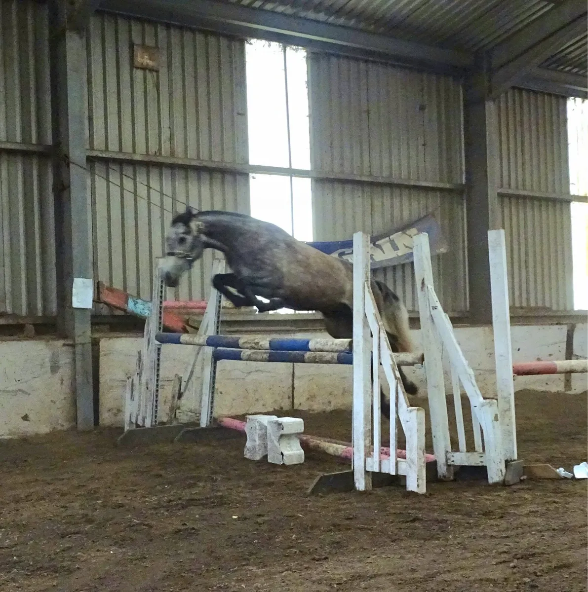 15h Connemara gelding 3yr - Image 4