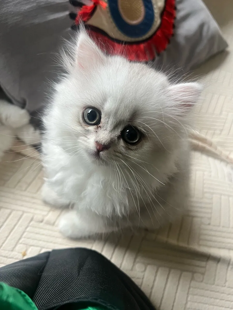 British Longhair & Chinchilla Kittens - Image 1