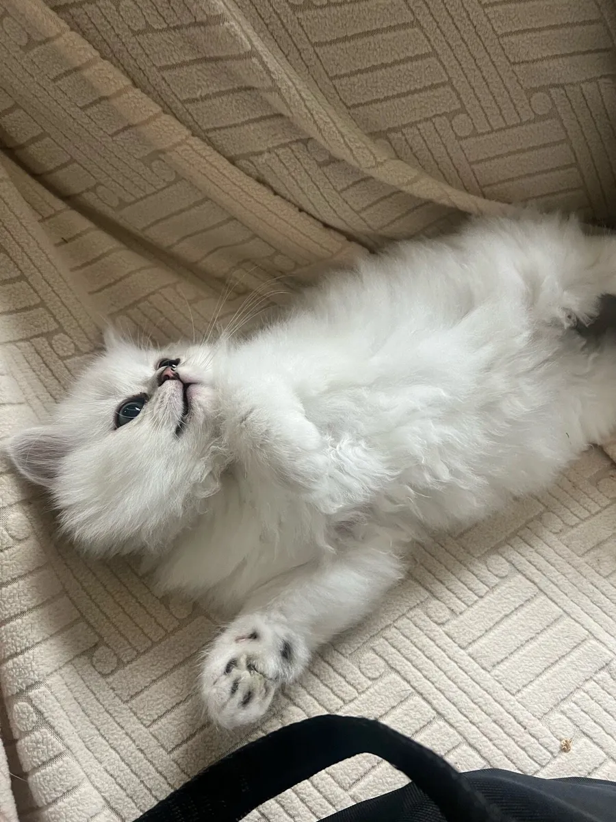British Longhair & Chinchilla Kittens - Image 2