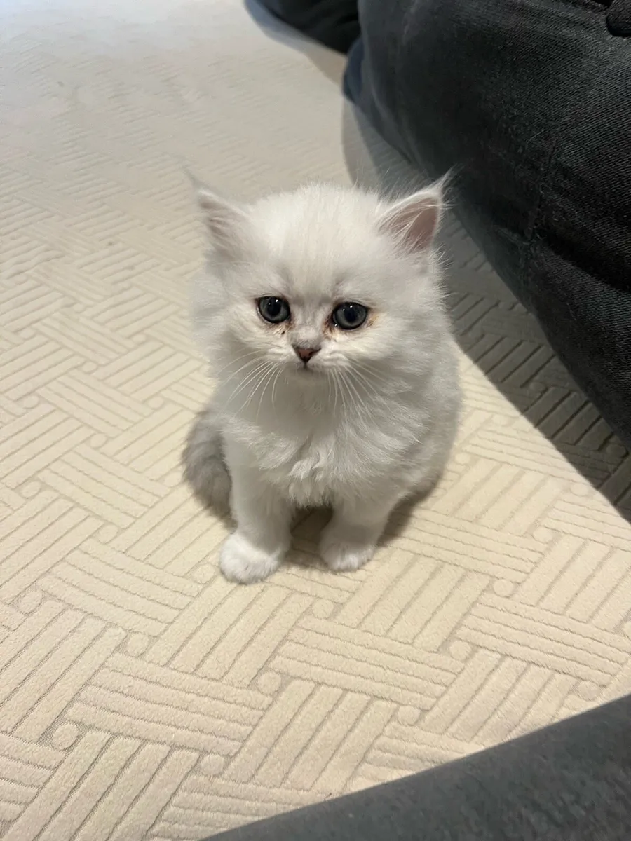 British Longhair & Chinchilla Kittens - Image 3