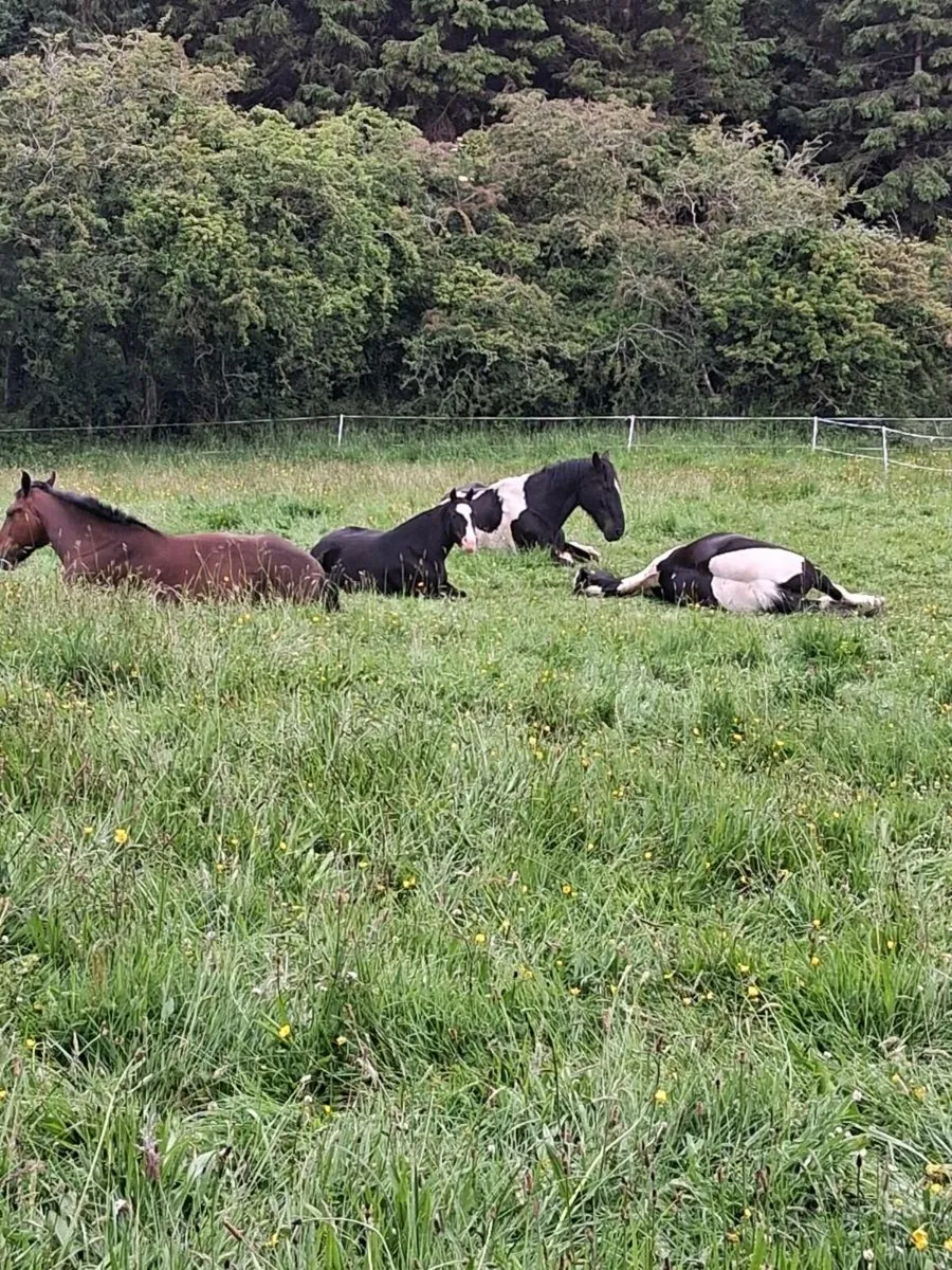 Horse & Pony Livery