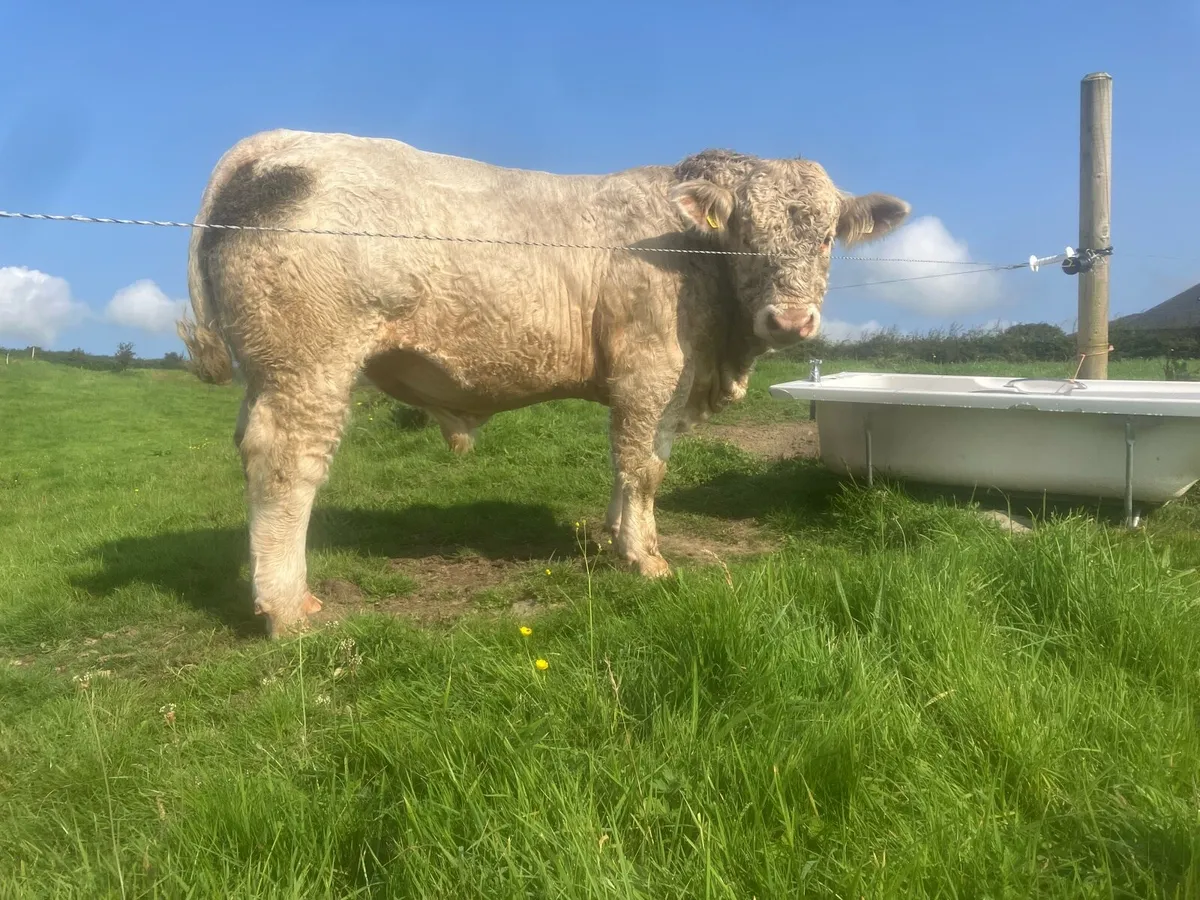 2 Young Bulls With Exceptional Bloodlines - Image 2