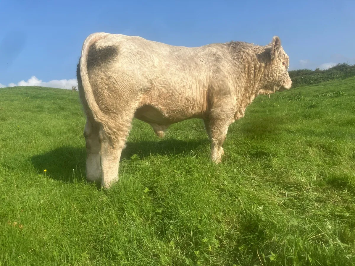 2 Young Bulls With Exceptional Bloodlines - Image 3