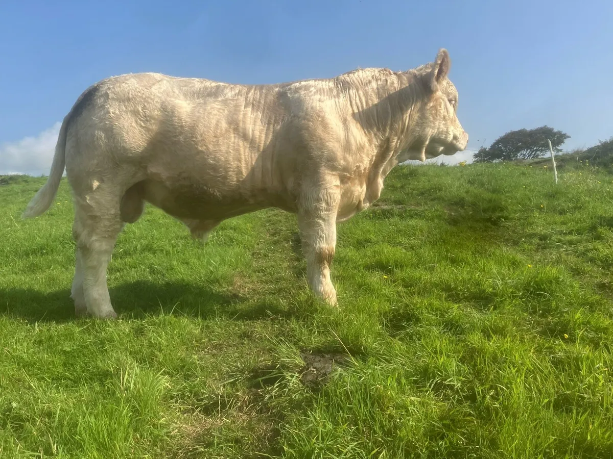2 Young Bulls With Exceptional Bloodlines - Image 4