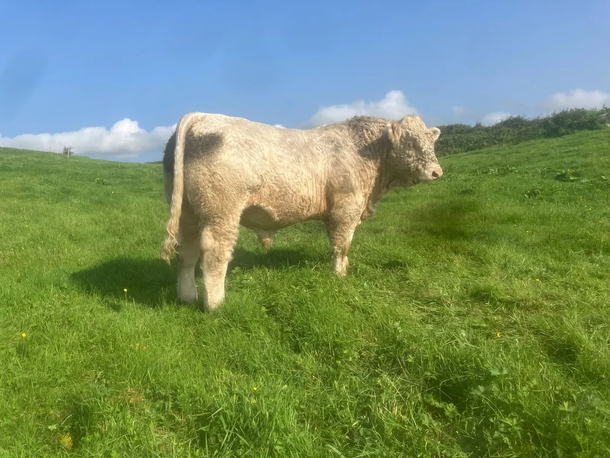 2 Young Bulls With Exceptional Bloodlines - Image 1
