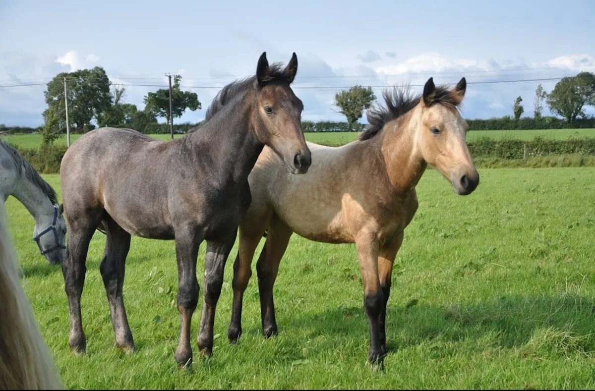 2 foals available at weaning - Image 1