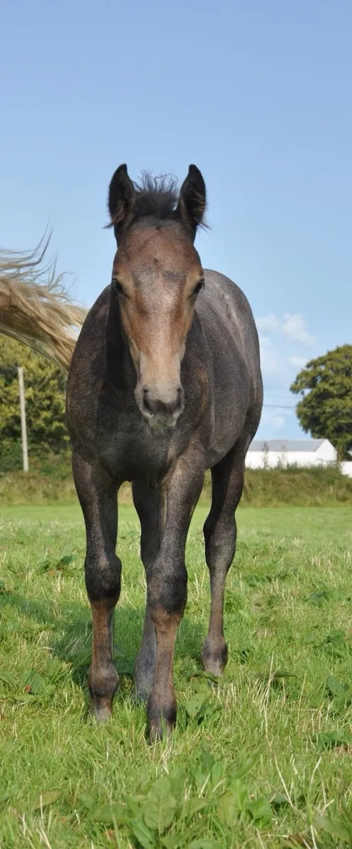 2 foals available at weaning - Image 2