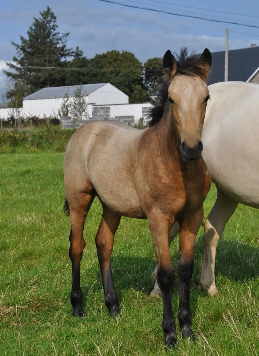 2 foals available at weaning - Image 3