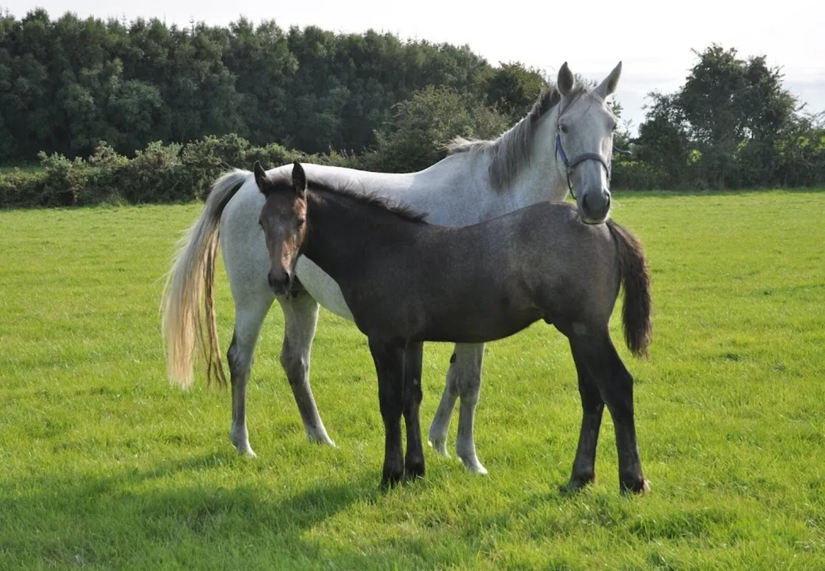 2 foals available at weaning - Image 4