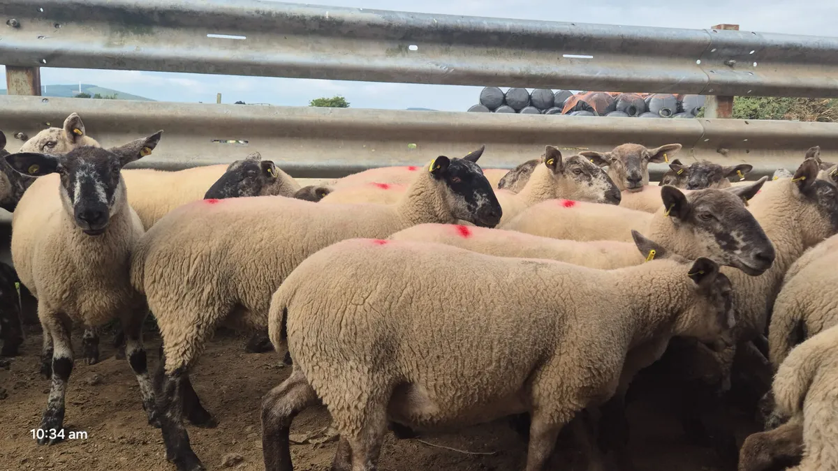 40 Suffolk Hoggets for sale - Image 1