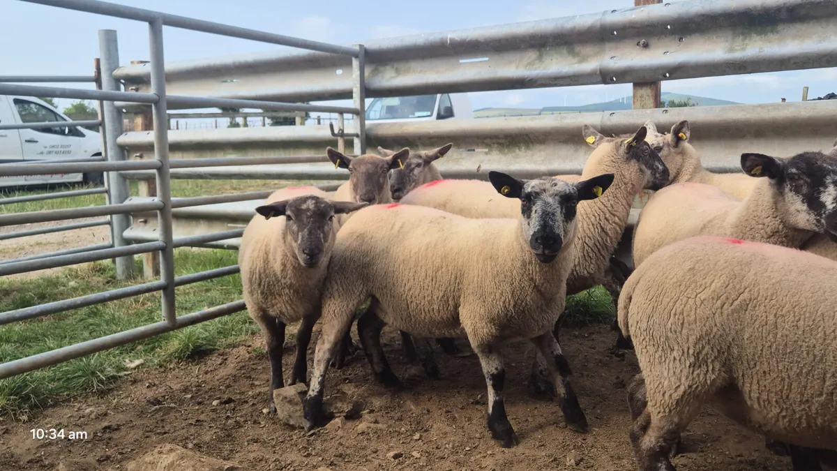 40 Suffolk Hoggets for sale - Image 3