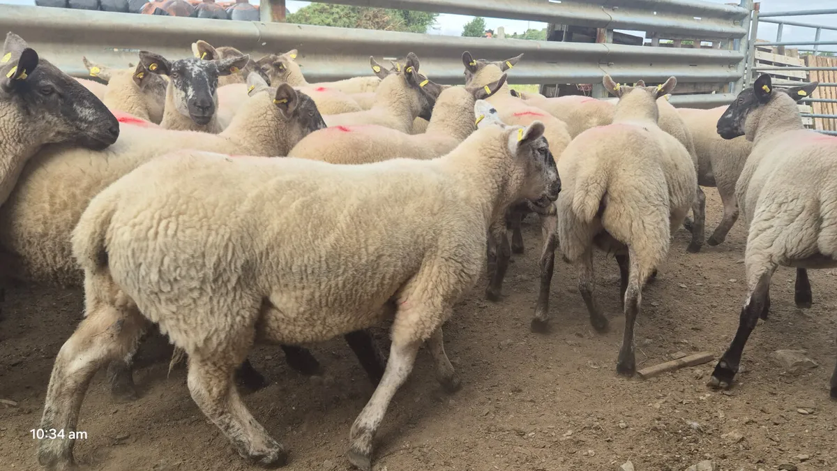 40 Suffolk Hoggets for sale - Image 4