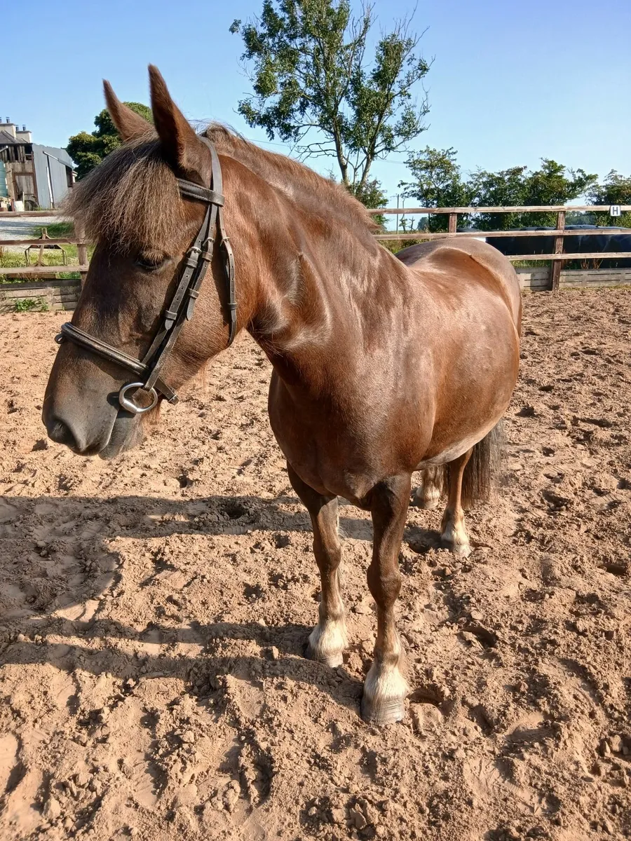 12.2hh Pony Lot No. 14 - Image 3