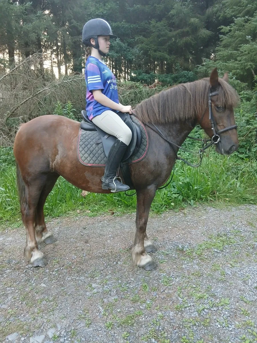 12.2hh Pony Lot No. 14 - Image 1