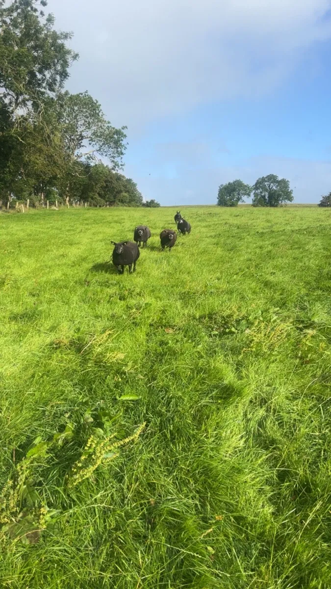 Blue texel