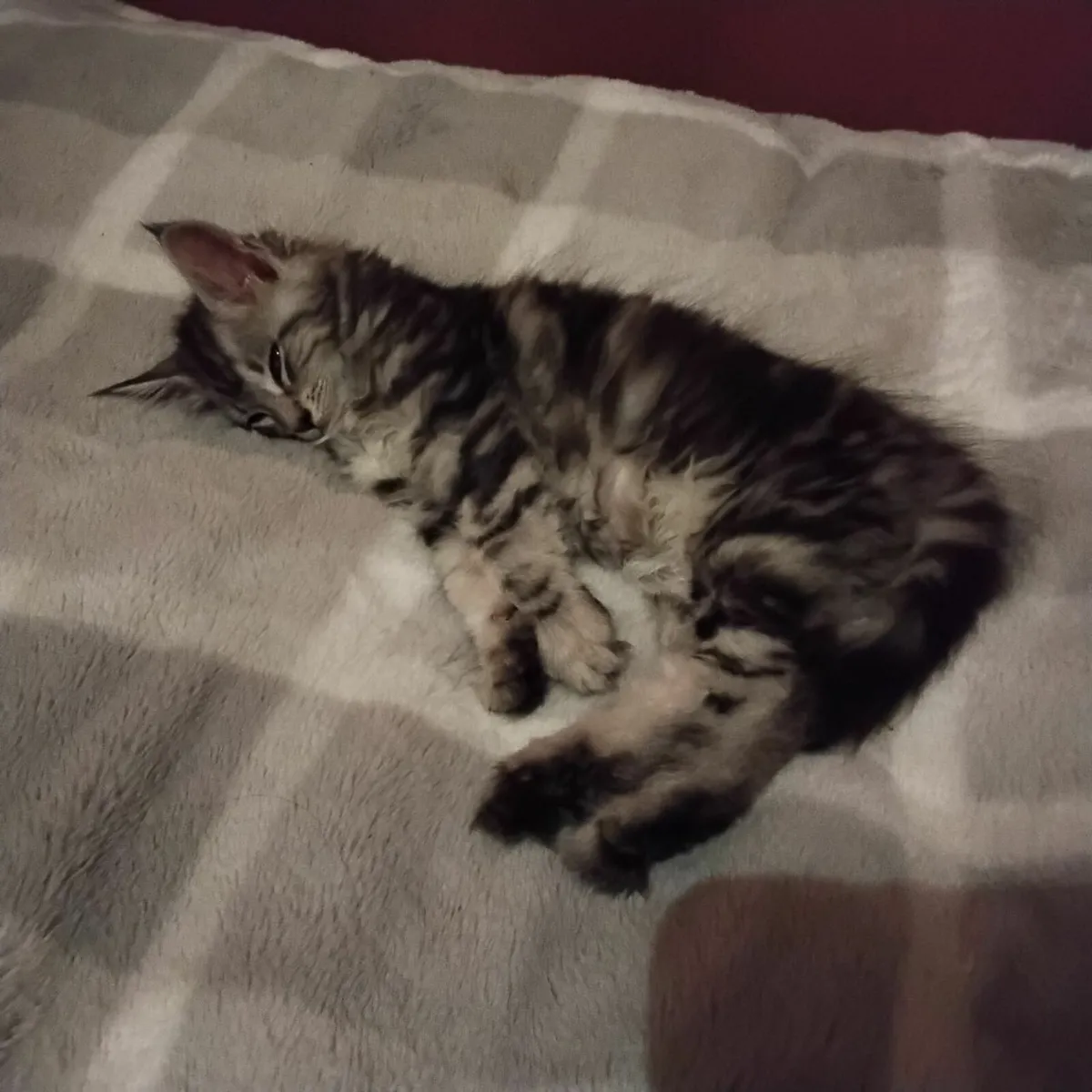 Main Coan Kittens - Image 2