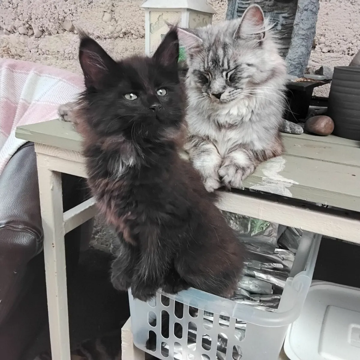 Main Coan Kittens - Image 1