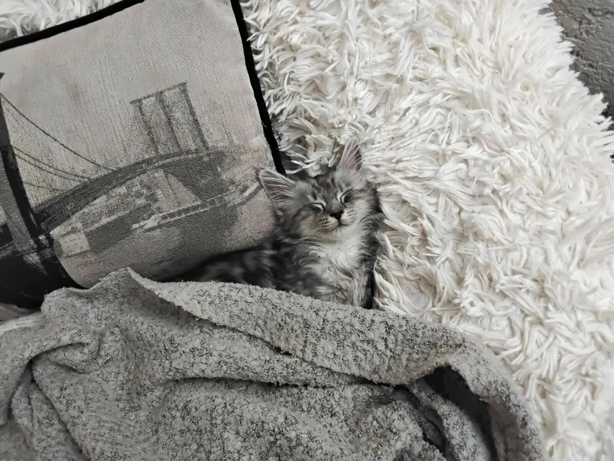 Main Coan Kittens - Image 3