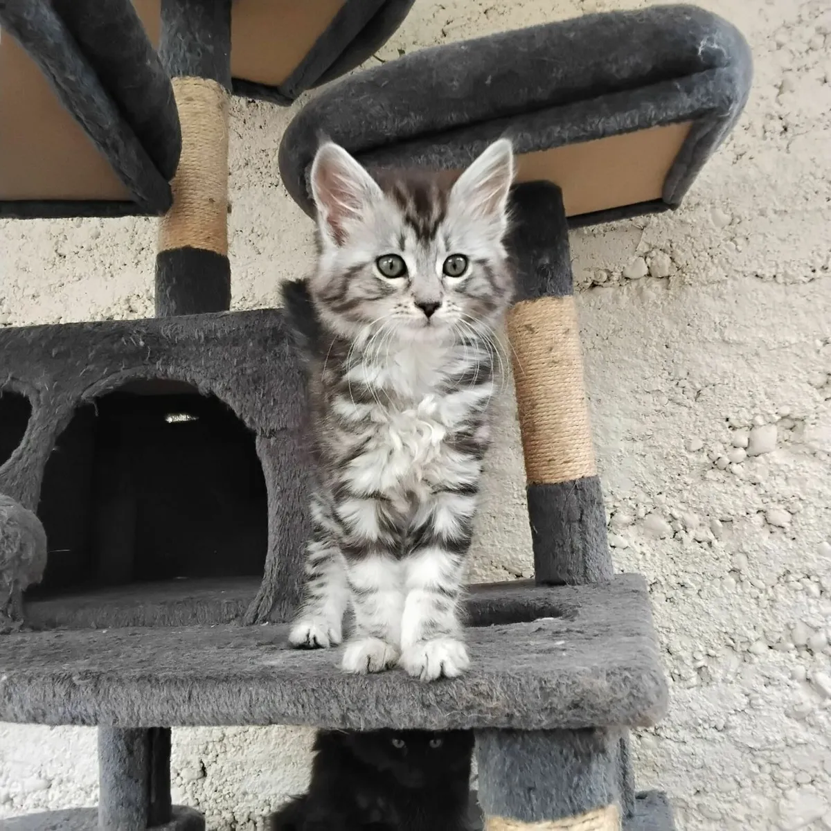 Main Coan Kittens - Image 4