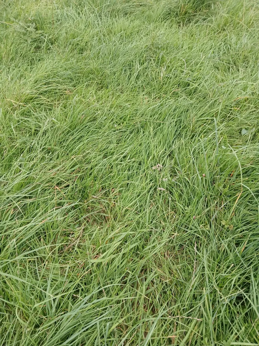 Surplus grass with option of herding.
