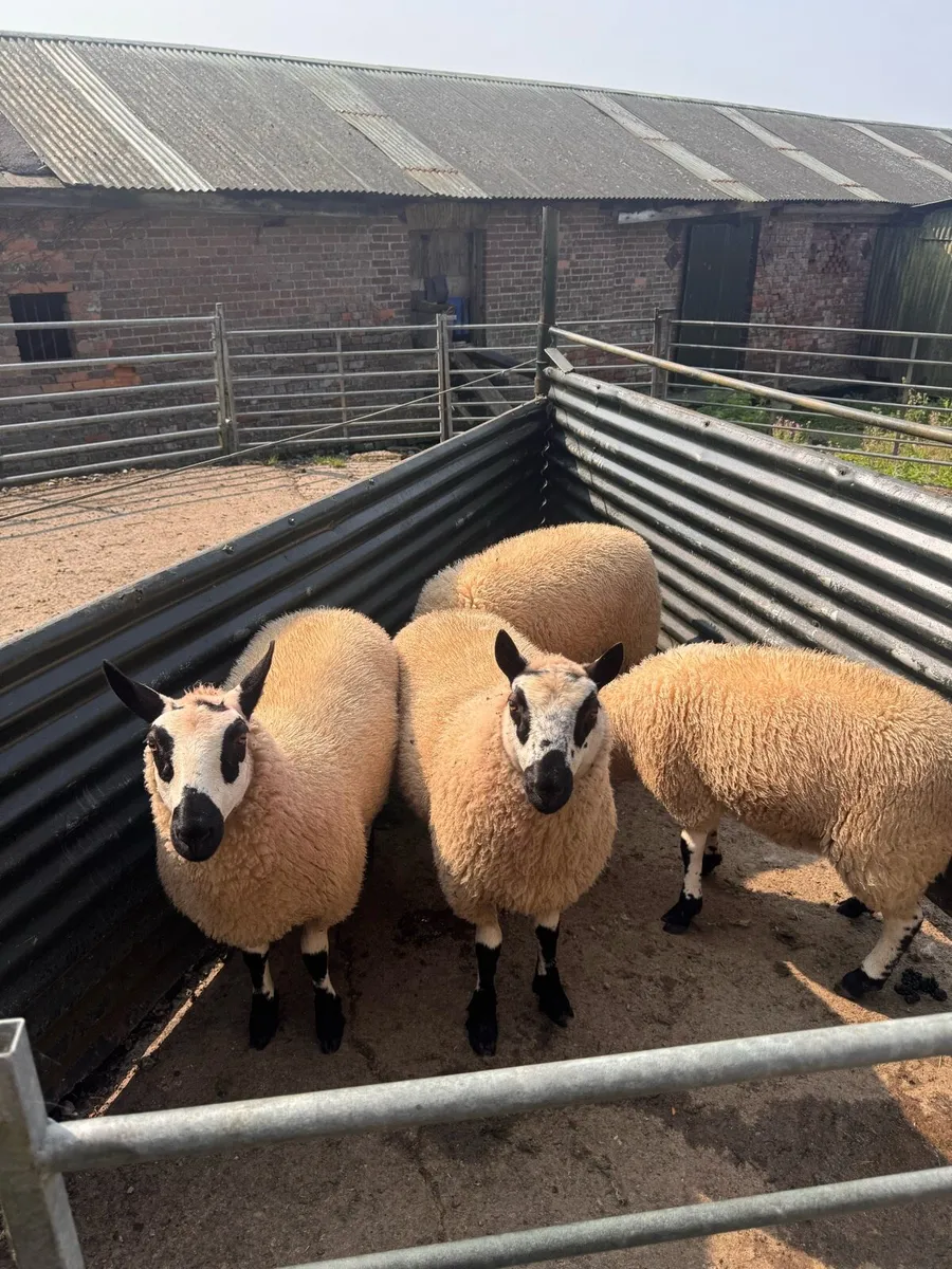 PBNR Kerry hill ram lambs - Image 1