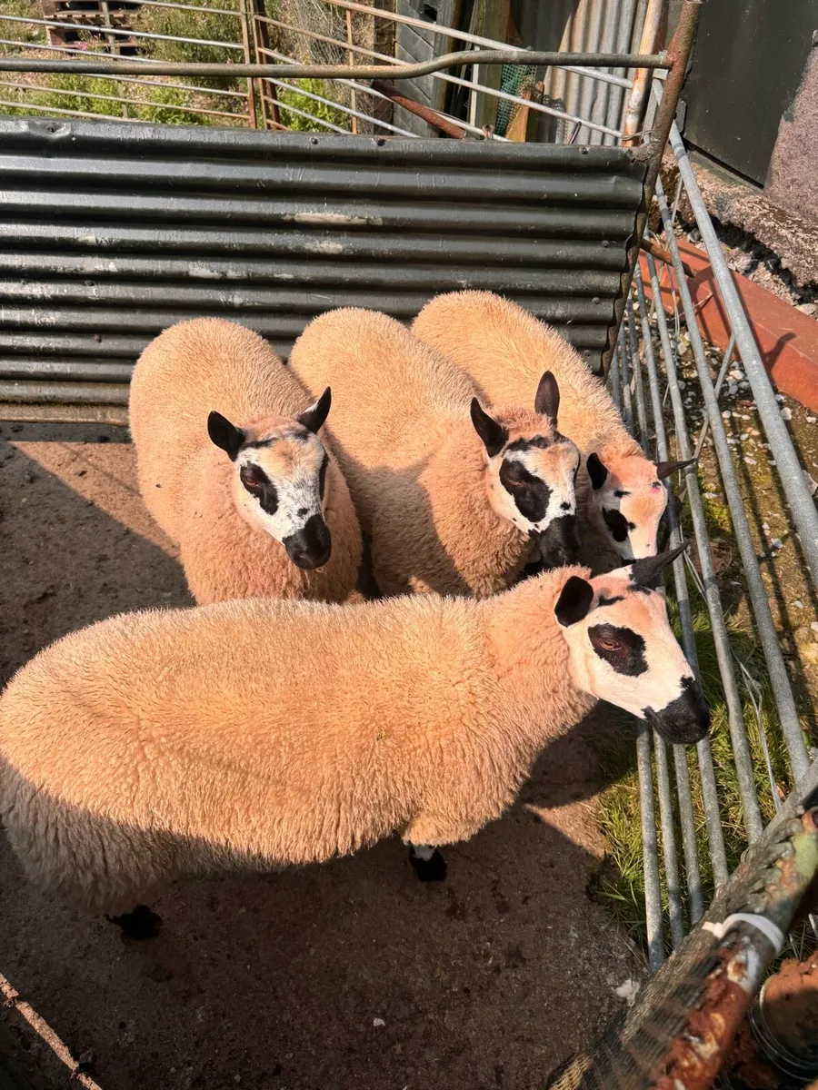 PBNR Kerry hill ram lambs - Image 2