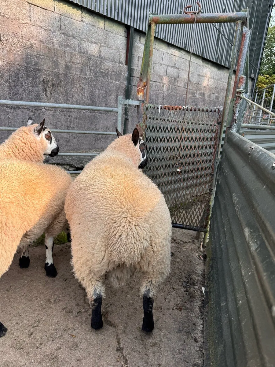 PBNR Kerry hill ram lambs - Image 3