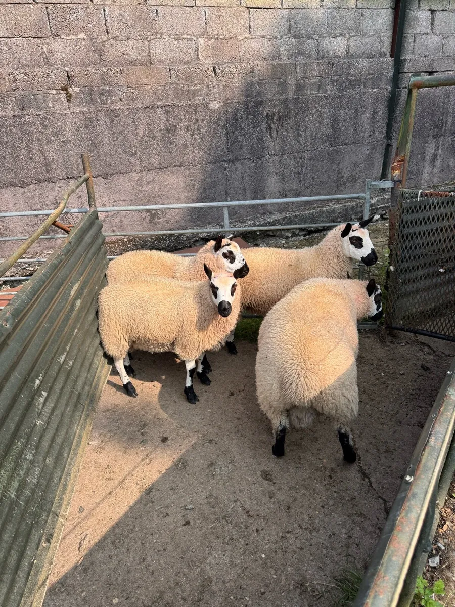 PBNR Kerry hill ram lambs - Image 4