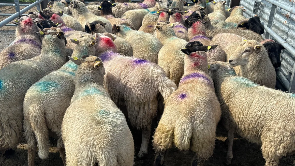 34 Strong Ram Lambs - Image 1