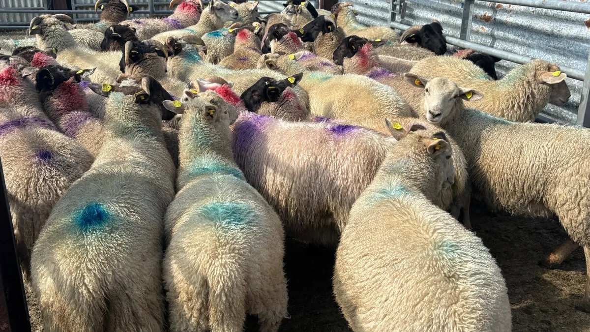 34 Strong Ram Lambs - Image 4