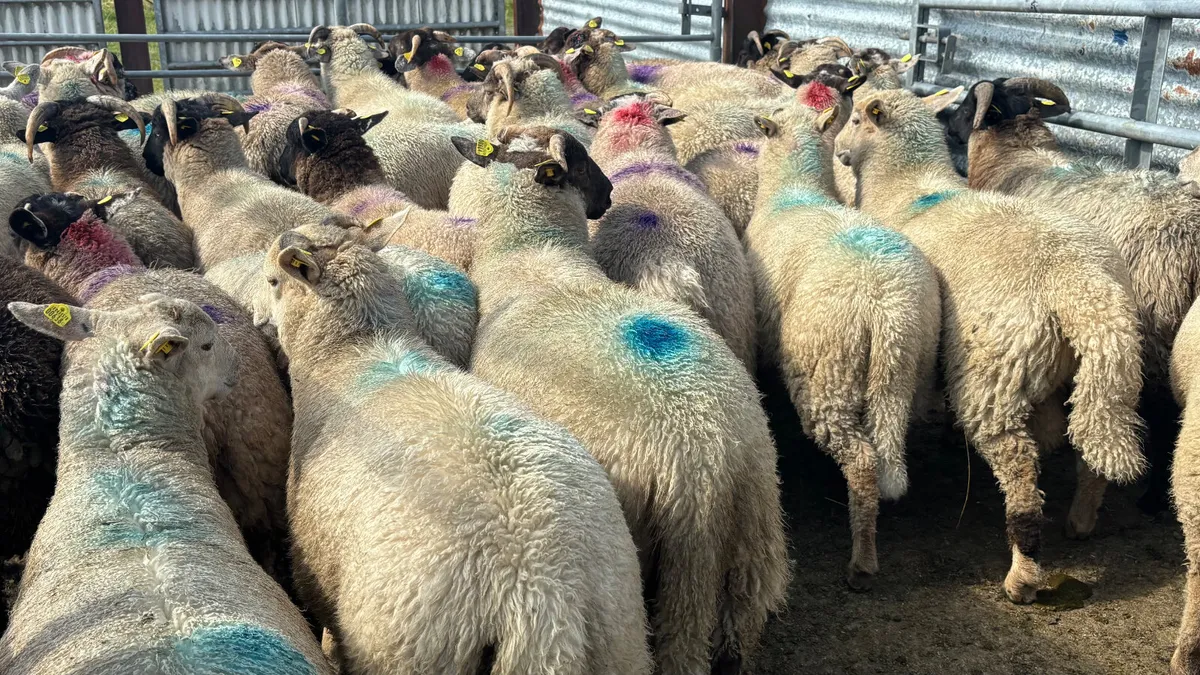 34 Strong Ram Lambs - Image 3