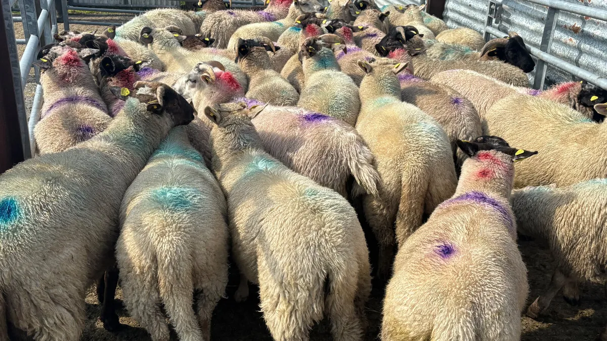 34 Strong Ram Lambs - Image 2