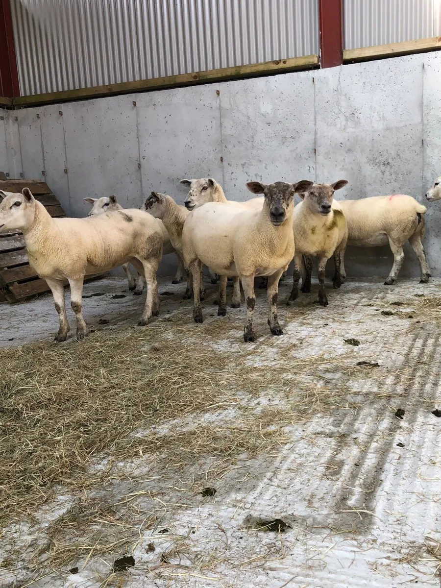 Texel Hoggets - Image 1