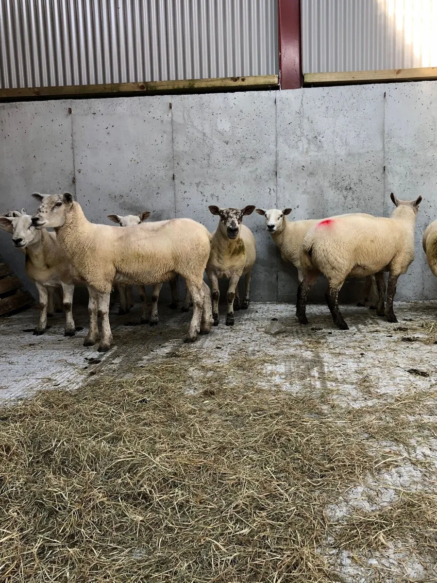 Texel Hoggets - Image 2
