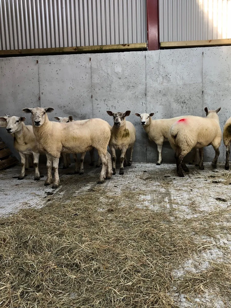 Texel Hoggets - Image 3