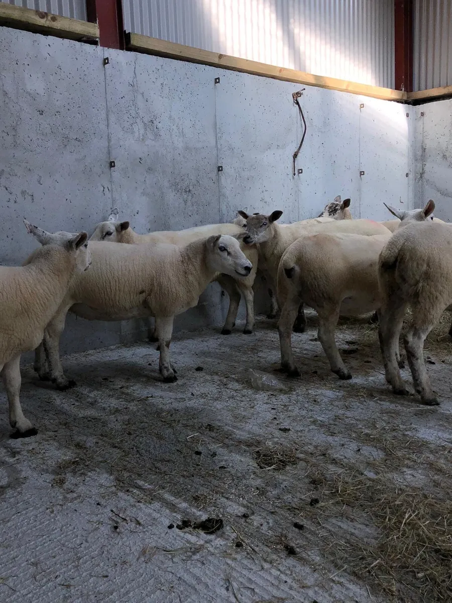 Texel Hoggets - Image 4