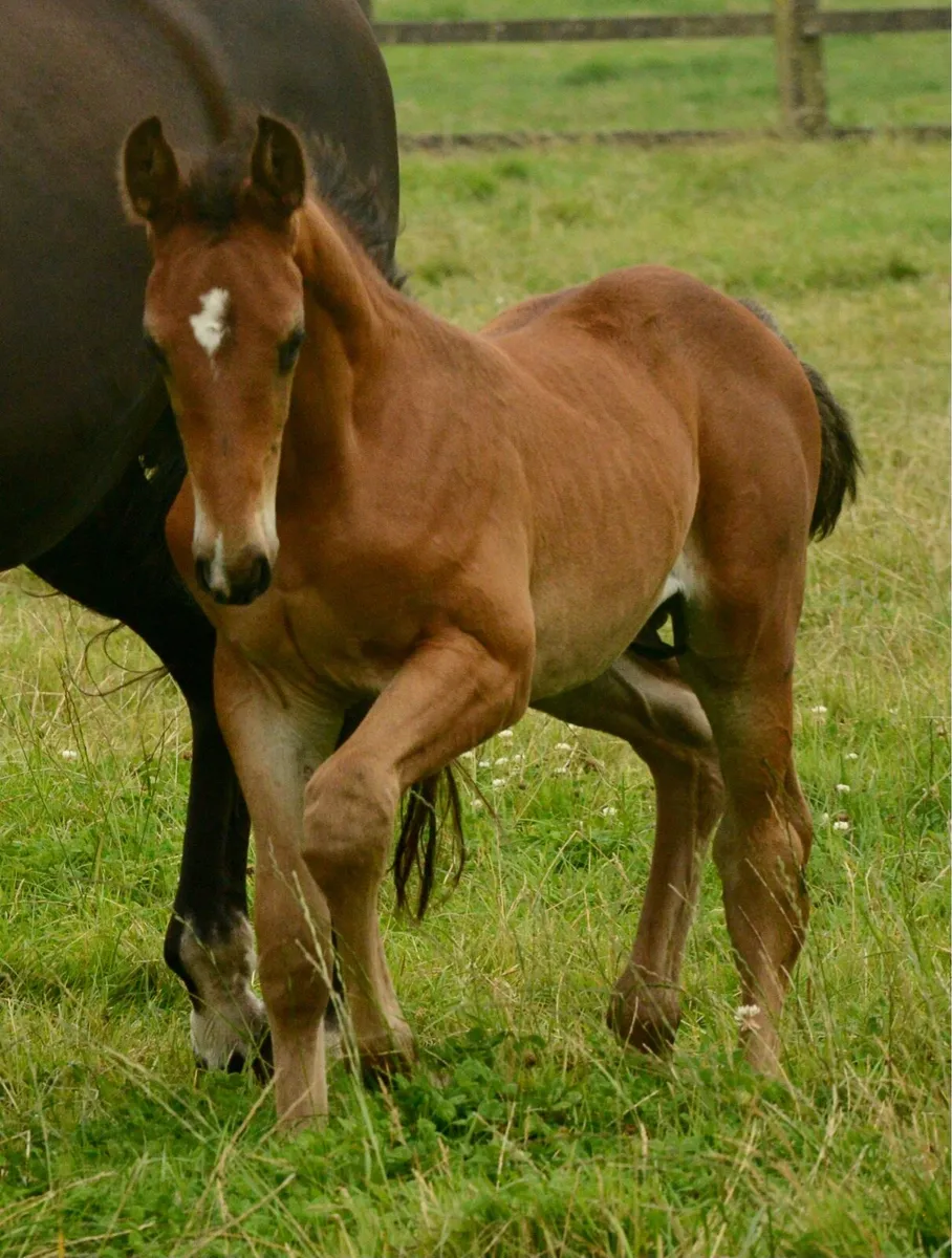 2025 Foals - Image 1