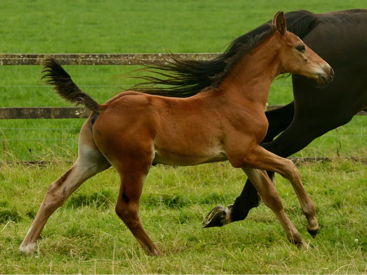 2025 Foals - Image 2