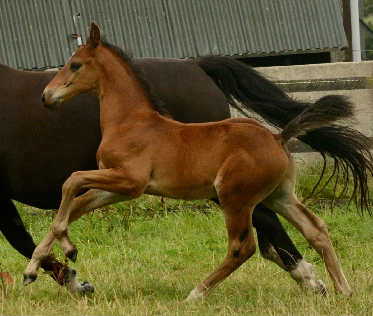 2025 Foals - Image 3