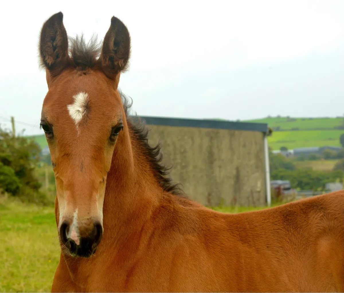 2025 Foals - Image 4