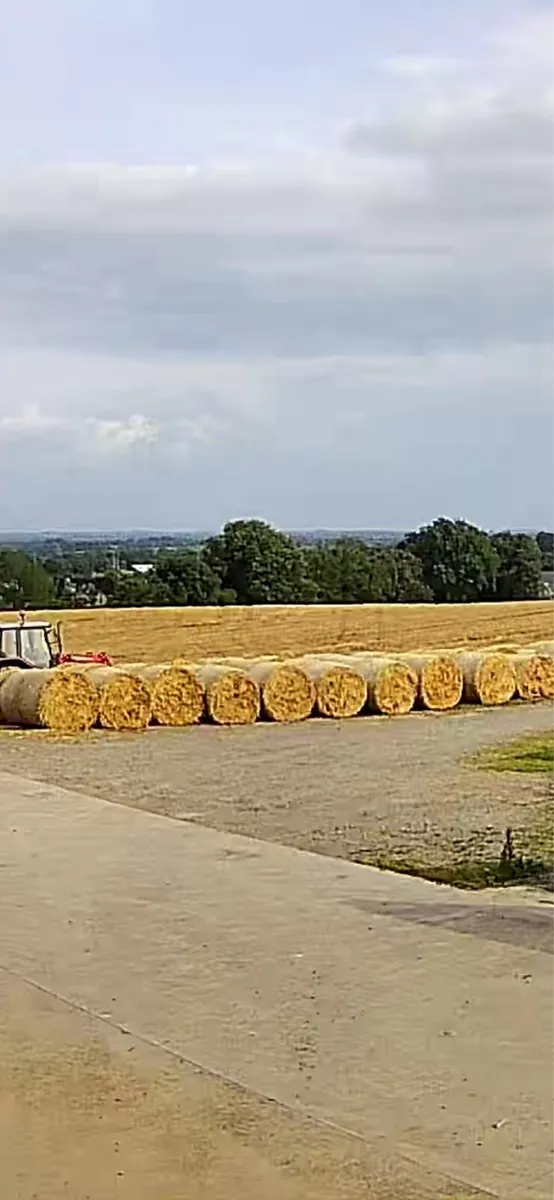 Straw - Image 2