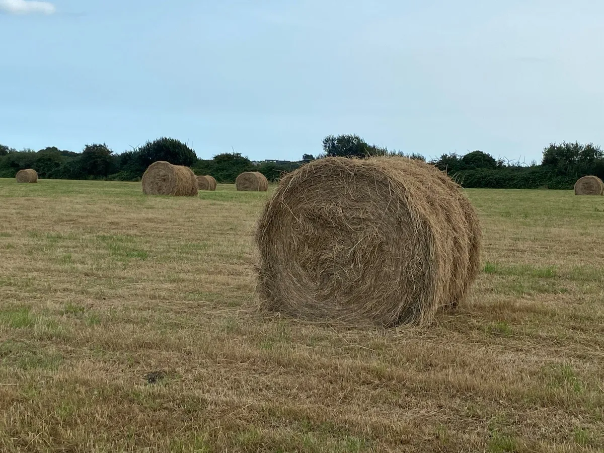 Hay