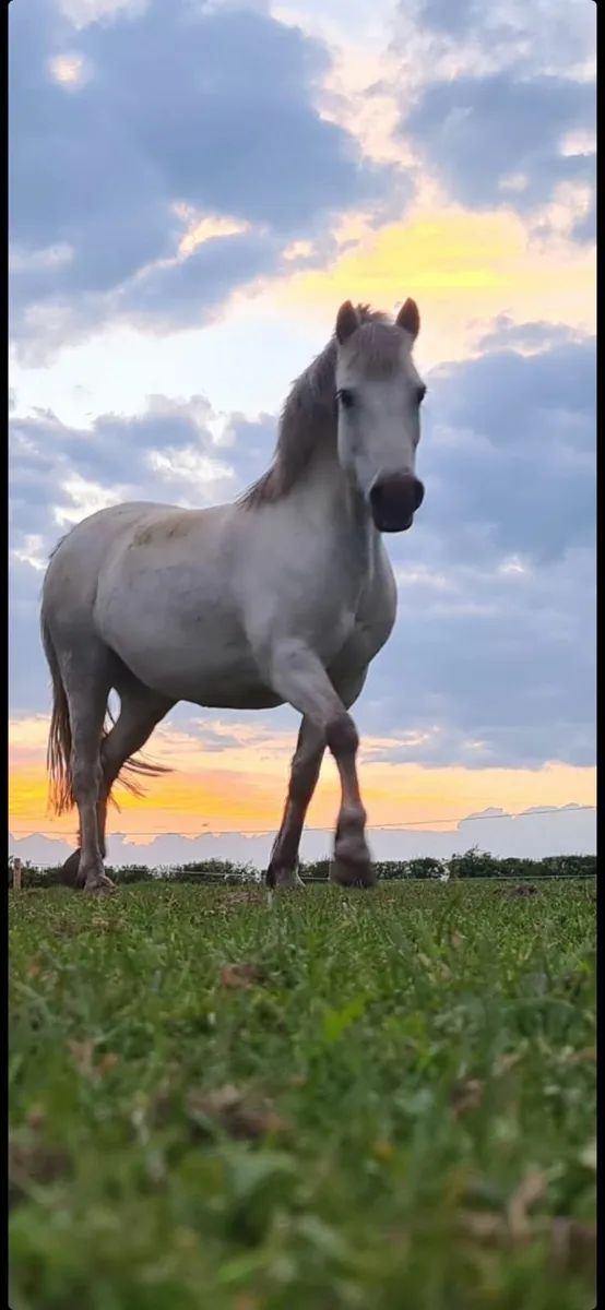 All Rounder Pony Club  12.2 Pony - Image 2