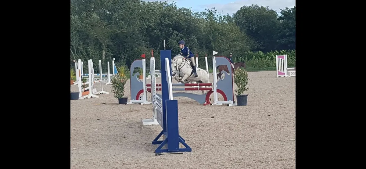 All Rounder Pony Club  12.2 Pony - Image 3