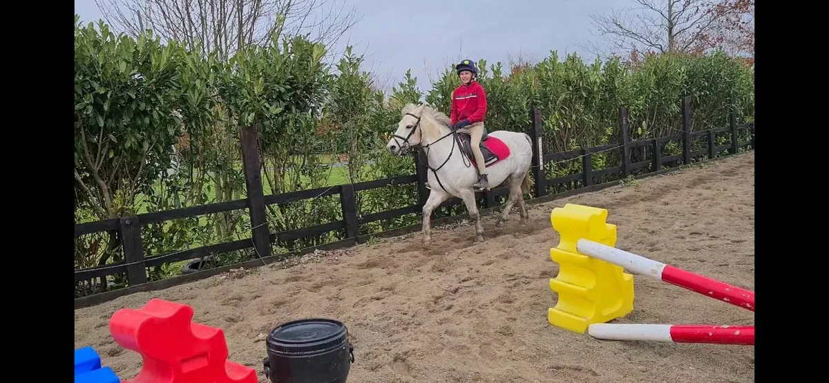 All Rounder Pony Club  12.2 Pony - Image 4