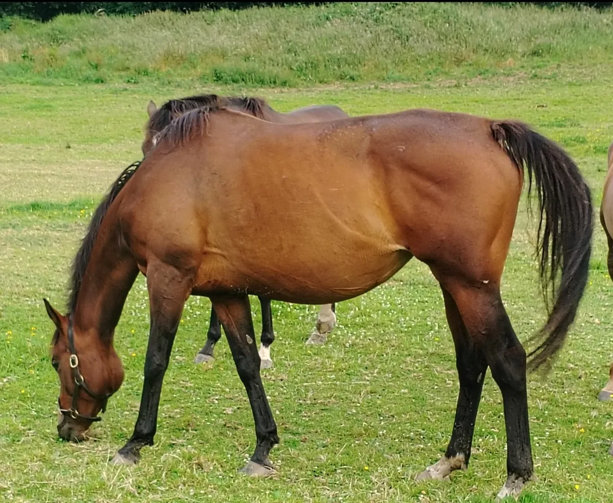 Winning Blue Bresil Thoroughbred Mare - Image 1